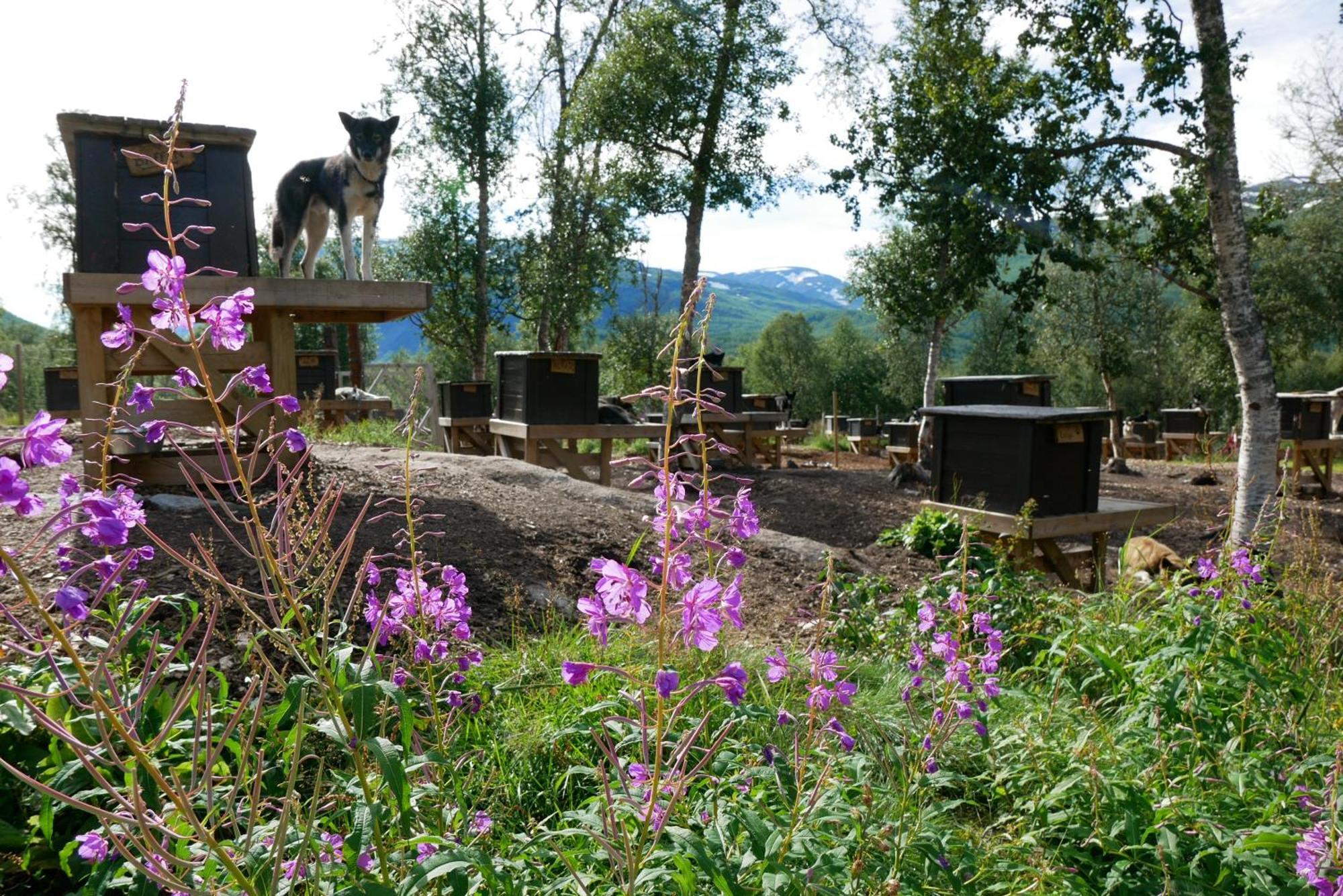 Bardu Huskylodge Exterior foto